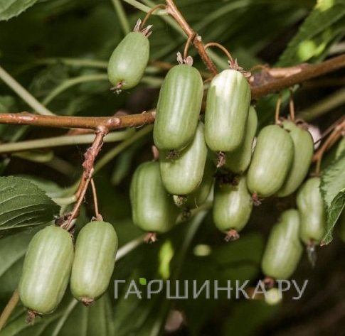 Актинидия Коломикта Великански