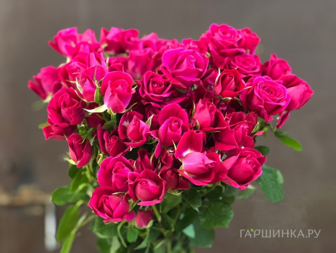 Роза Алисия