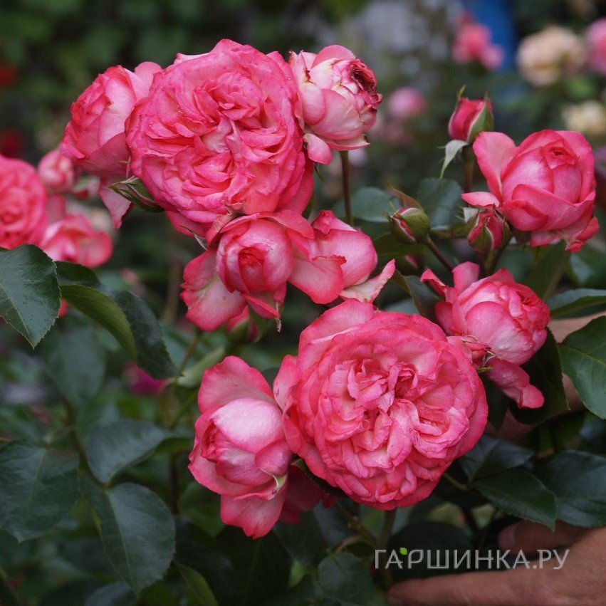 Роза Антик 89, Кордес