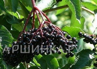 Бузина Сампо черная