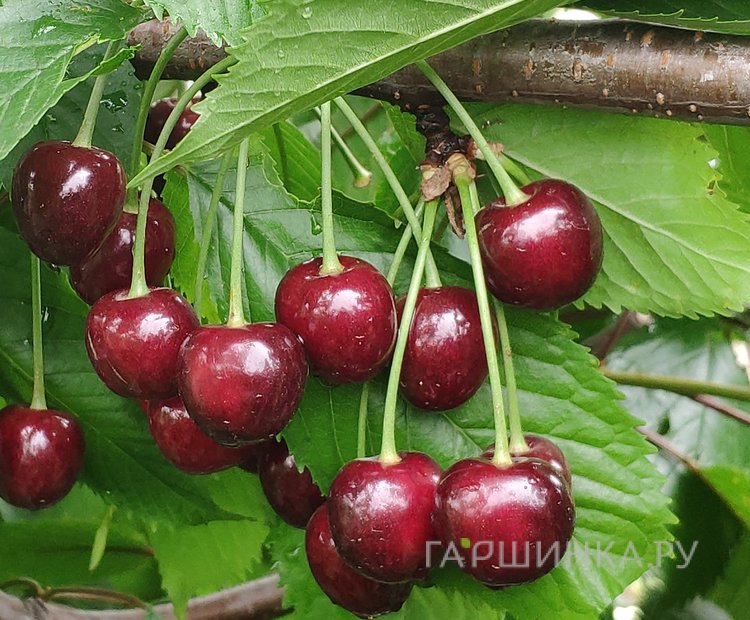 Черешня Речица