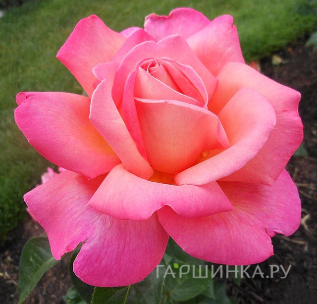 Роза Чикаго Пис, Мейян