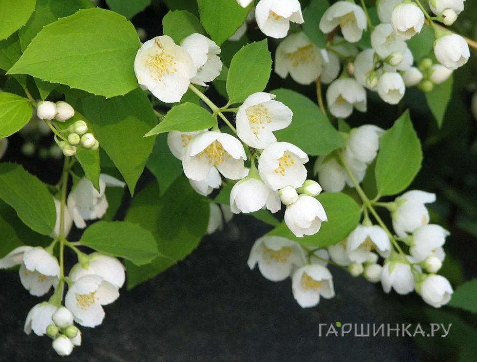 Чубушник обыкновенный