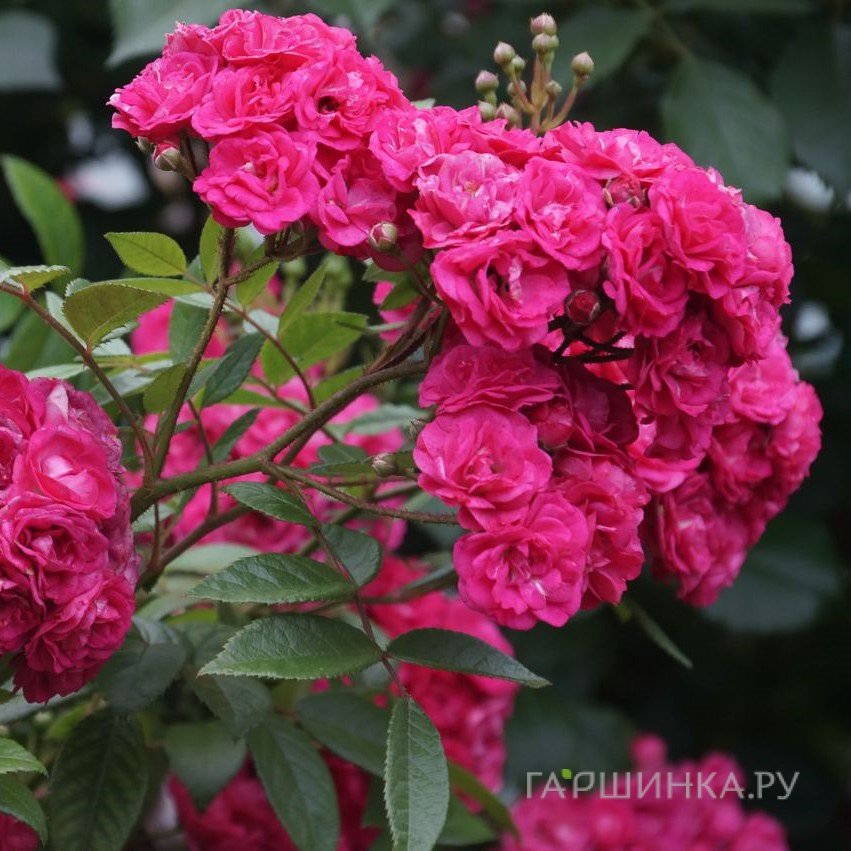 Роза Динки мускусная, Ленс