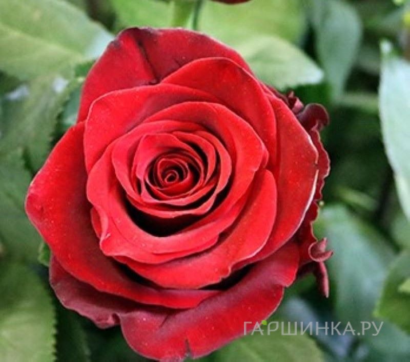 Роза Эксплорер