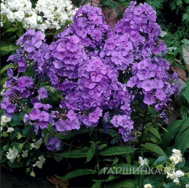 Флокс Аметист метельчатый