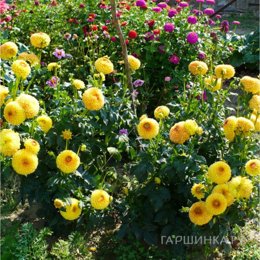 Георгина Санни Бой