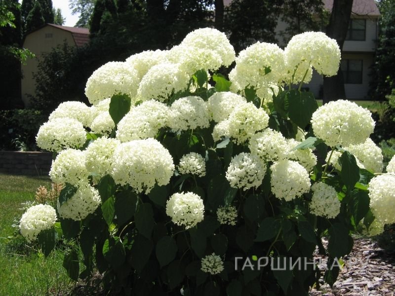 Гортензия Уайт Болл (Белый шар) древовидная