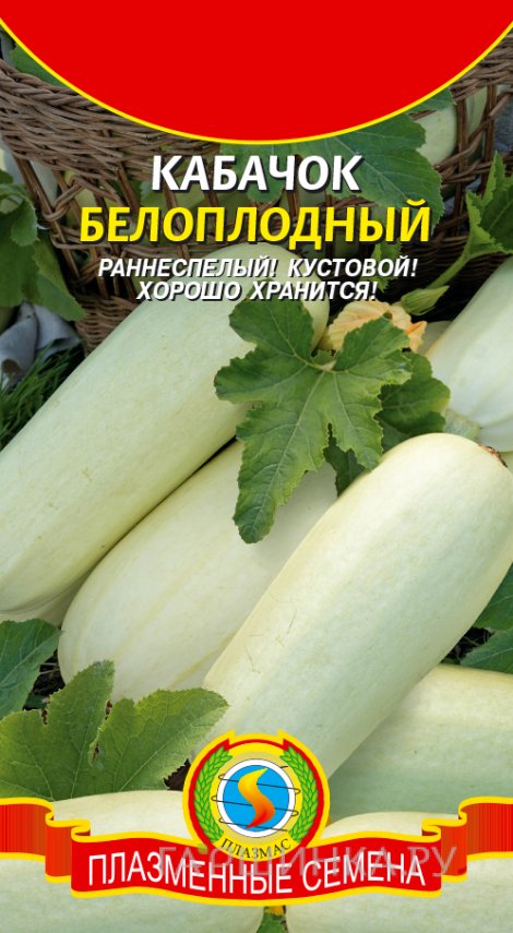 Семена Кабачок Белоплодный, 11 шт, Плазменные семена