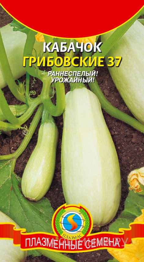 Семена Кабачок Грибовские 37, 12 шт, Плазменные семена