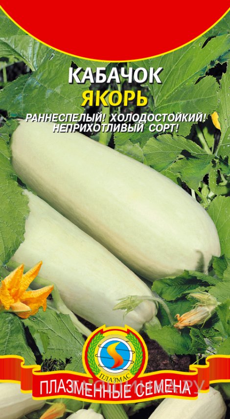 Семена Кабачок Якорь, 11 шт, Плазменные семена