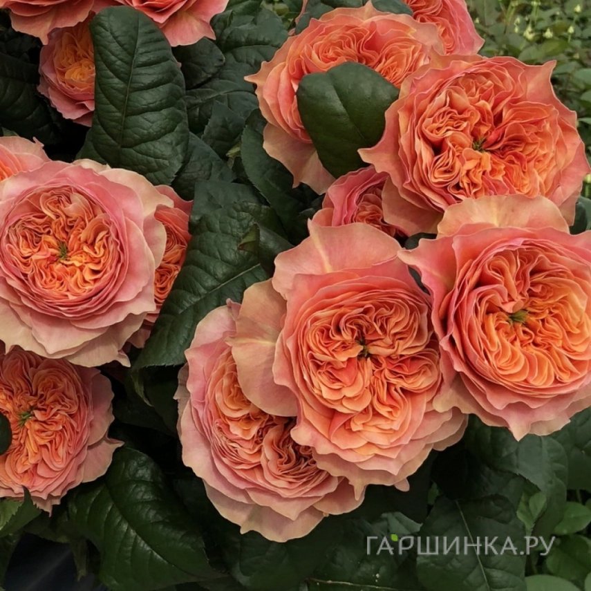 Роза Кенсингтон Гарденс