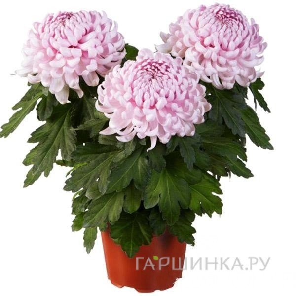 Хризантема Космо Пинк