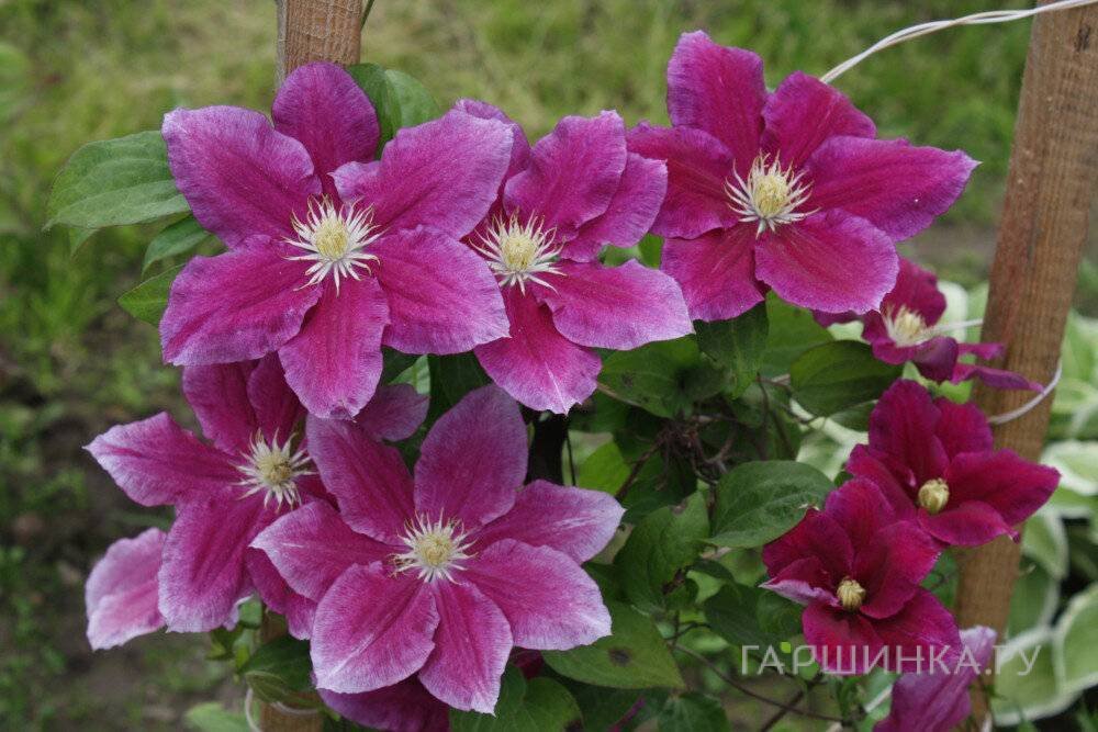 Клематис Хания (2)