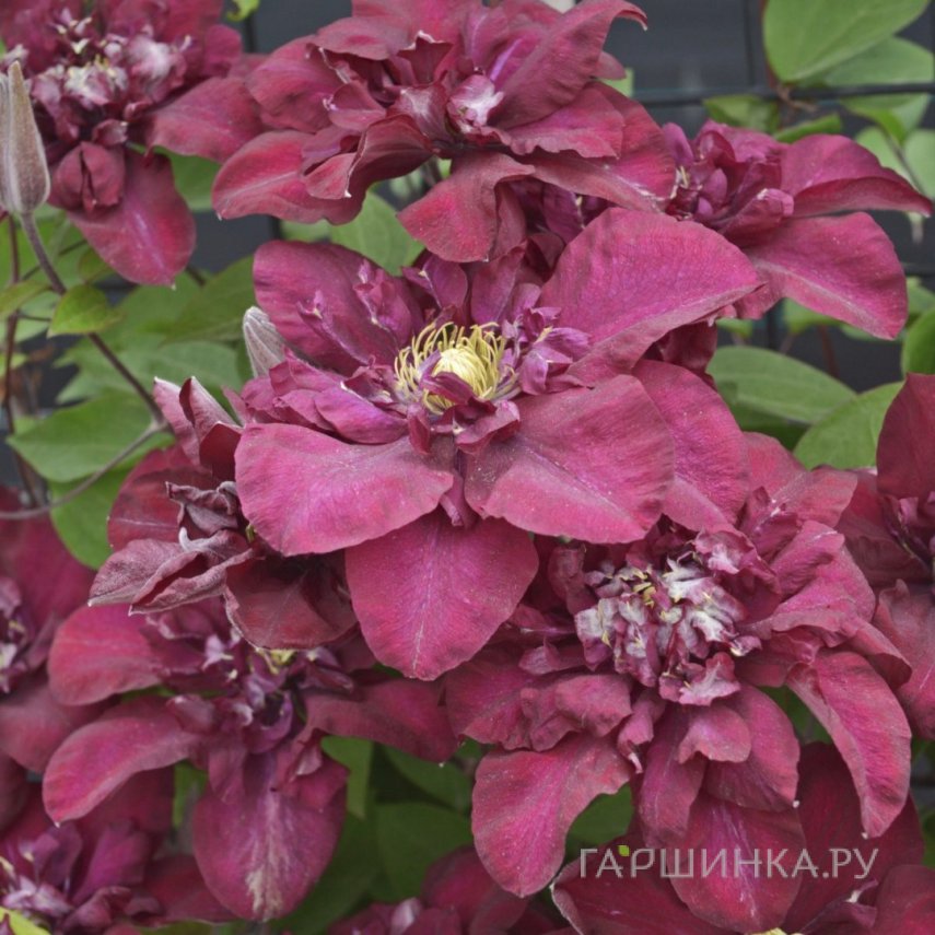 Клематис Ян III Собески крупноцветковый (2)
