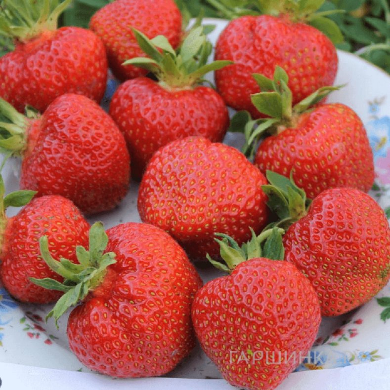 Клубника Кимберли