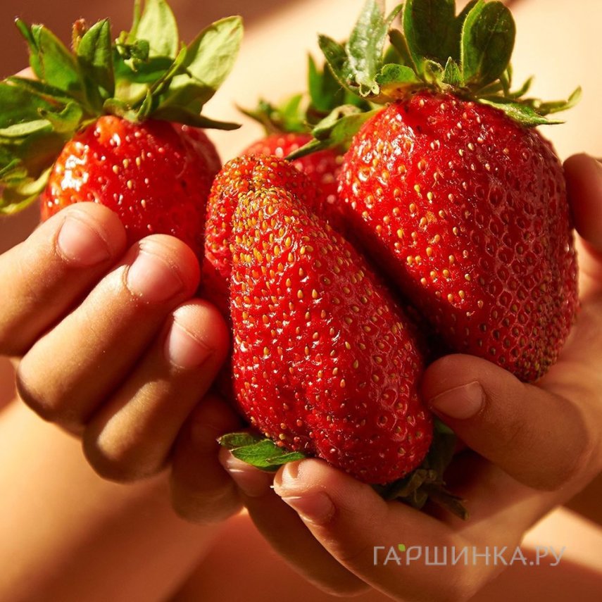 Клубника Колоссус