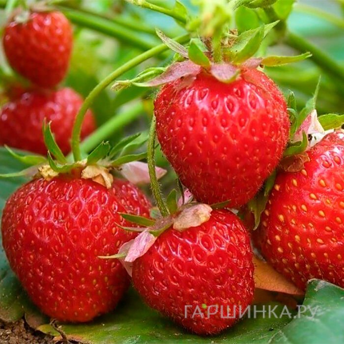 Клубника Онда