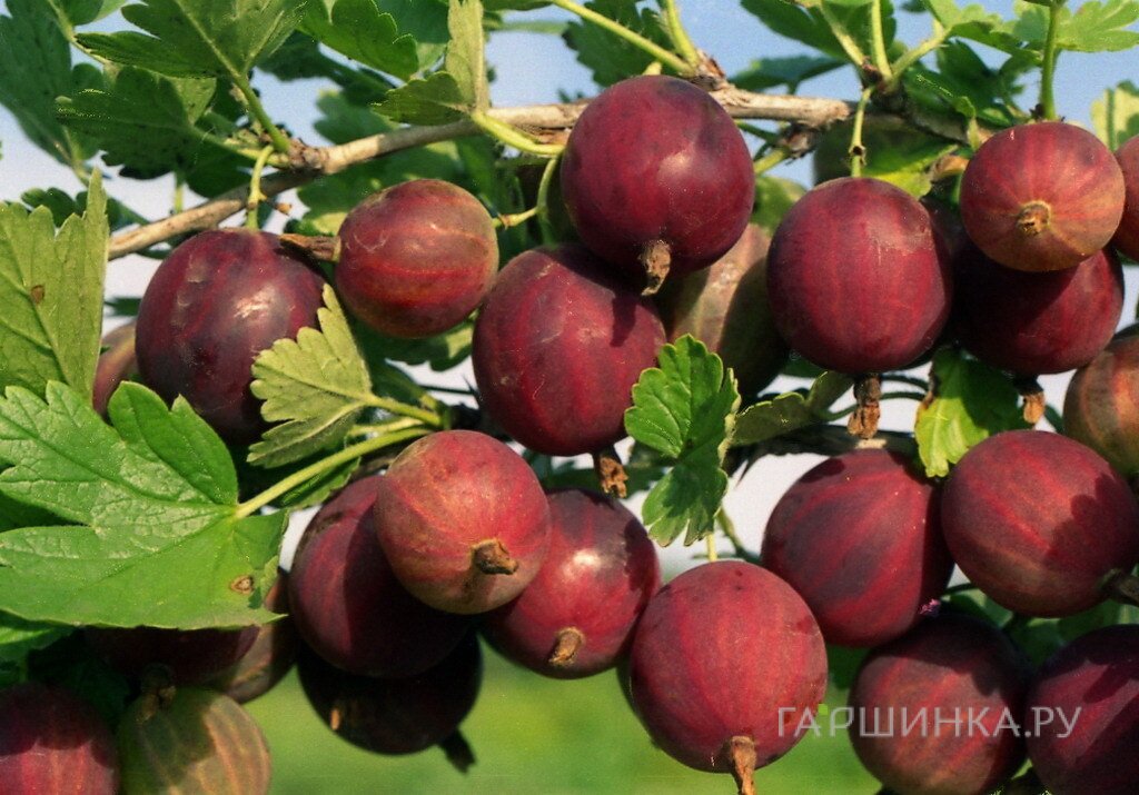 Крыжовник Маяк