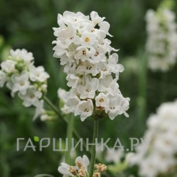 Лаванда Элеганс Вайт узколистная
