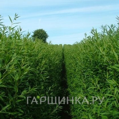 Бирючина Листрум обыкновенная