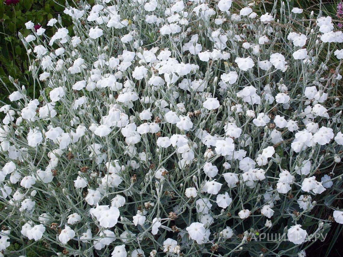 Лихнис Альба корончатый