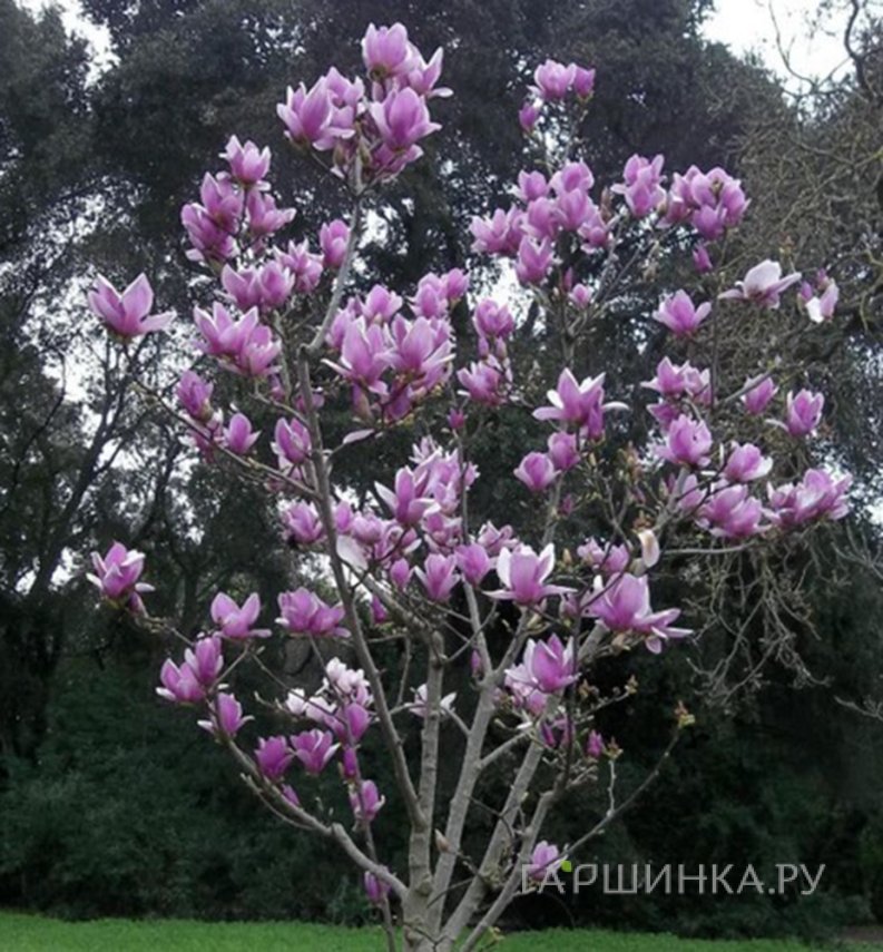 Магнолия Пинк Айс