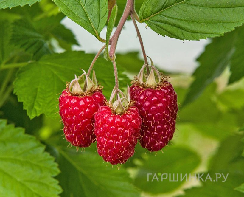 Малина Глен Каррон