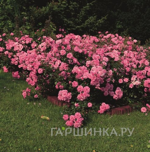 Роза Мирато почвопокровная, Тантау