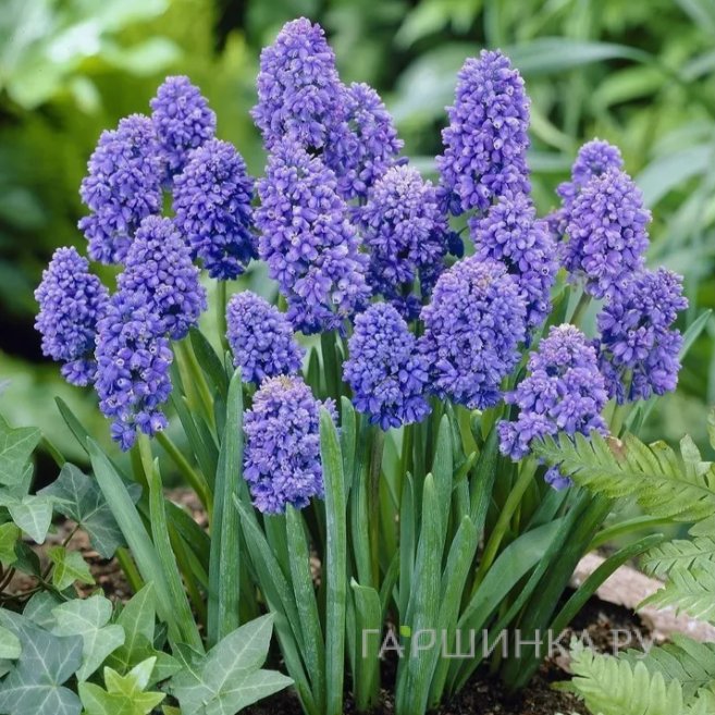 Мускари Блю Спайк 15 шт