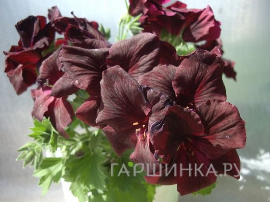 Пеларгония королевская Dark Velvet