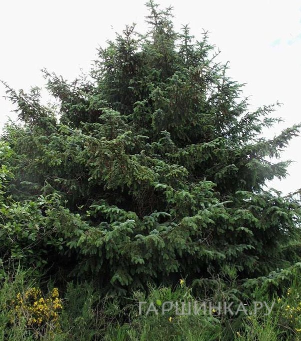 Ель ситхинская