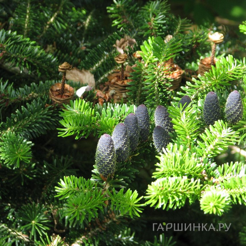 Пихта корейская Брефолия