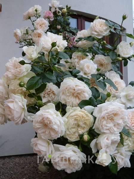 Роза Adidas Womens Shoes Torsion ZX Flux Red Rose Black Stripe