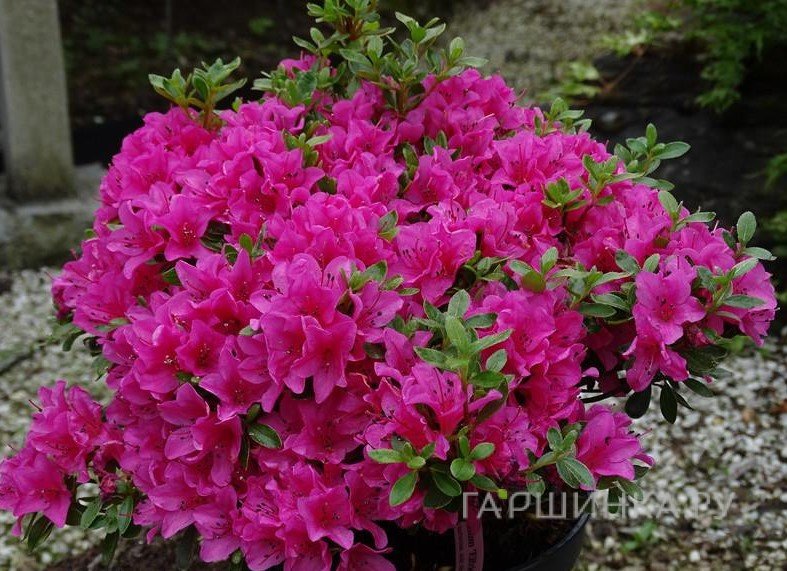 Рододендрон Эльфрид японский