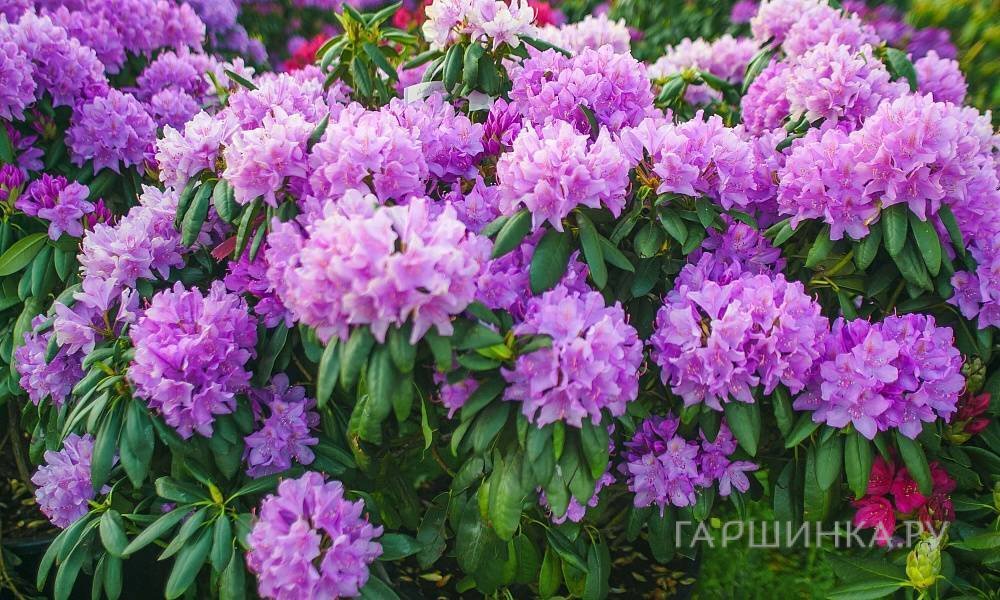 Рододендрон Катевбинский Грандифлорум гибридный на штамбе 80 см