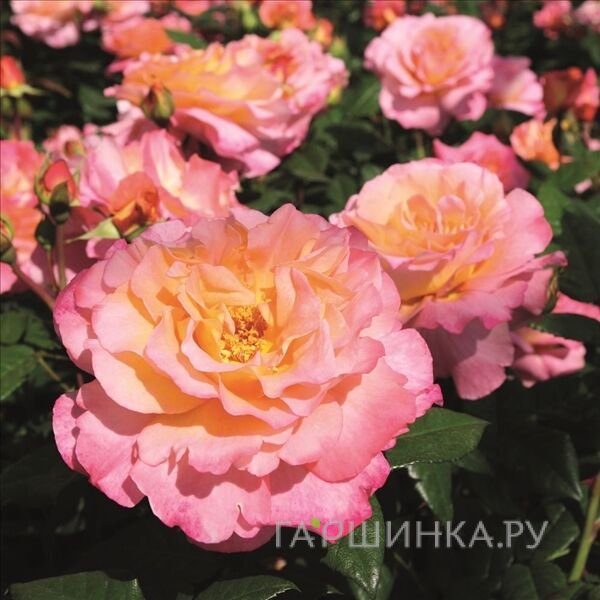 Роза Акварель