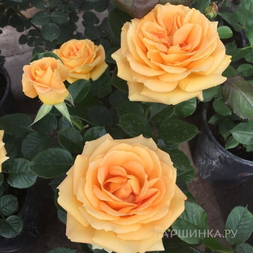 Роза Каппучино
