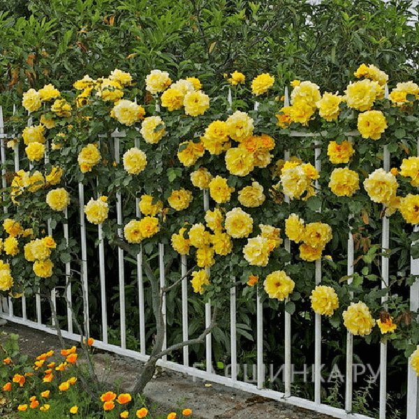 Роза Казино плетистая, Питомник роз
