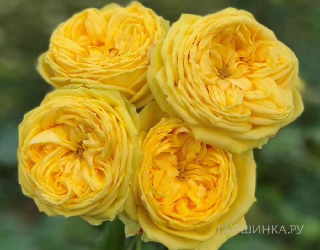 Роза Каталина