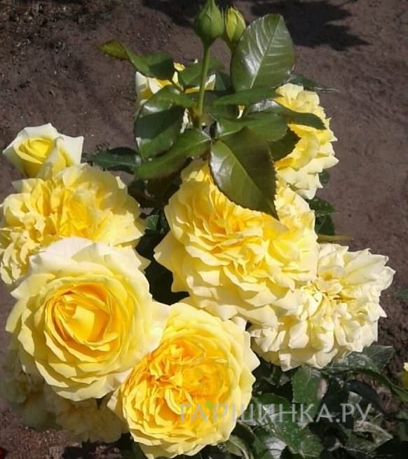 Роза Чайна Герл флорибунда, Империал Роуз