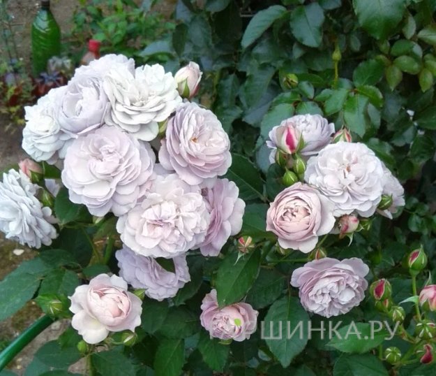 Роза Флоренс Делаттре