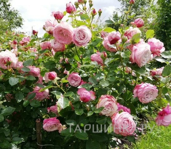 Роза Розенфасцинацион, Топалович