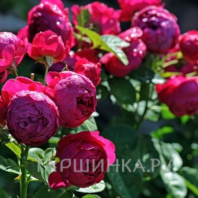 Роза Аскот, Питомник роз