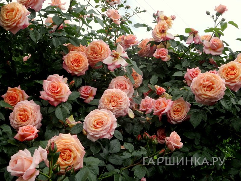 Роза Барок шраб