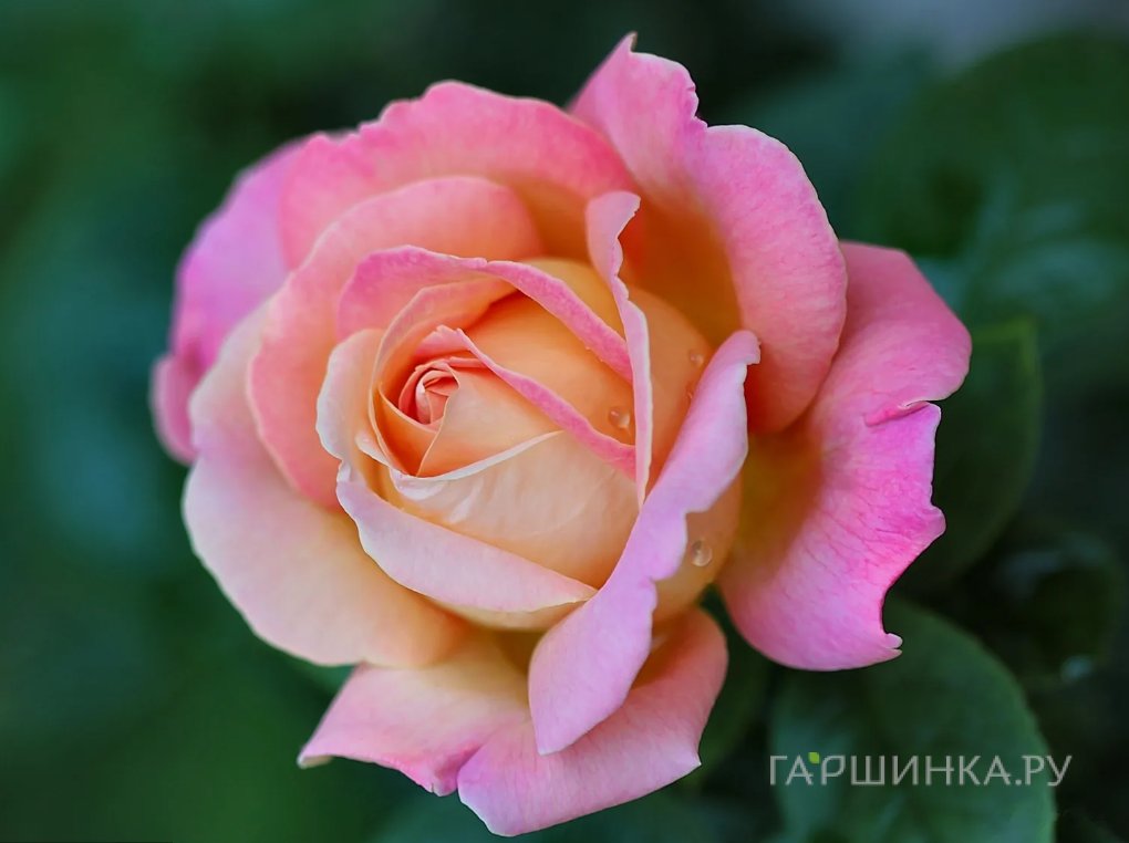 Роза Бель Роуз, Питомник роз