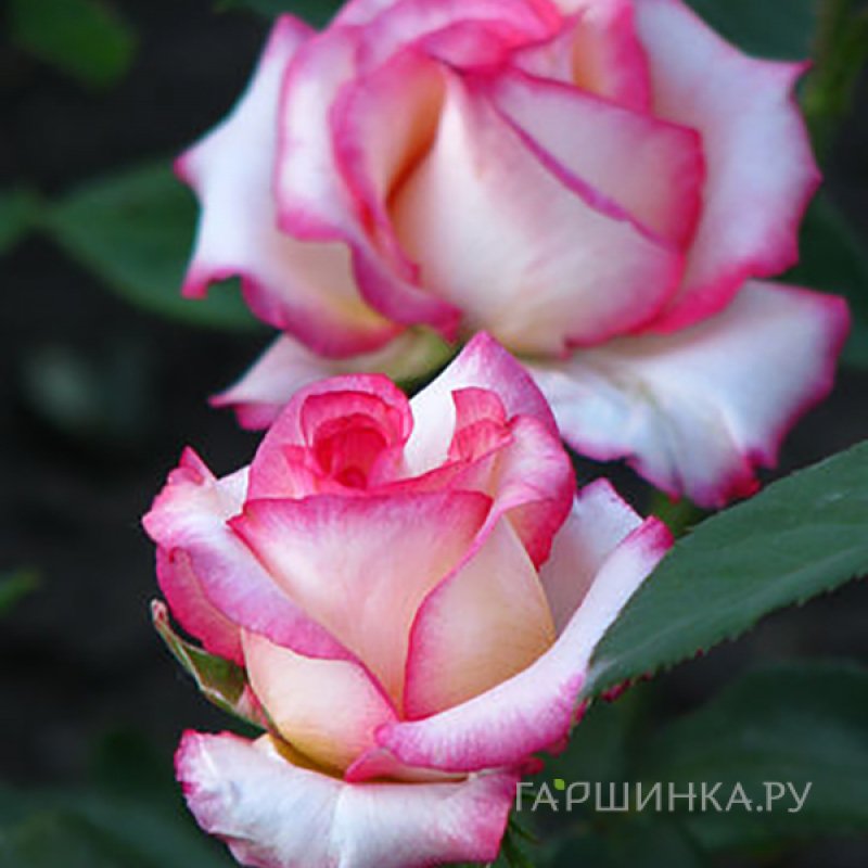 Роза Белла Вита