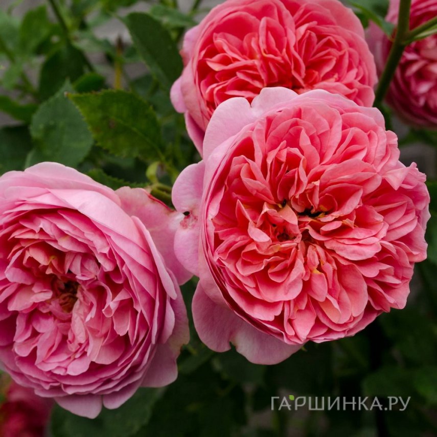 Роза Боскобель