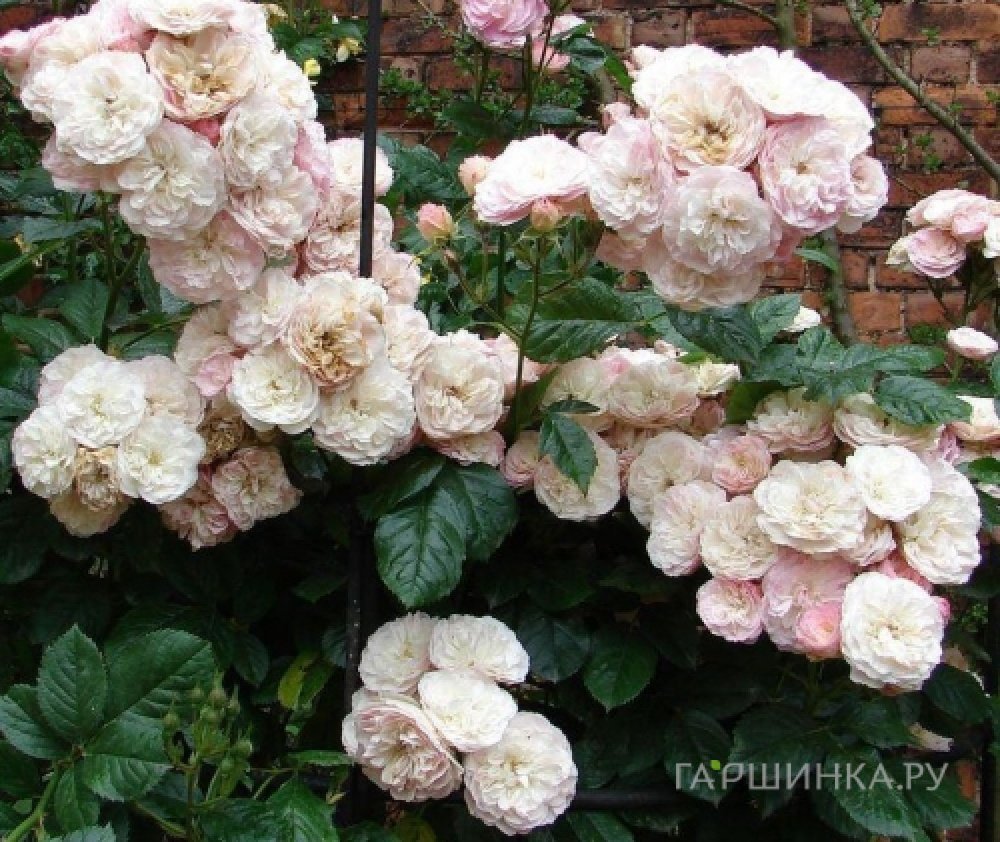 Роза Букет Парфэ мускусная, Ленс