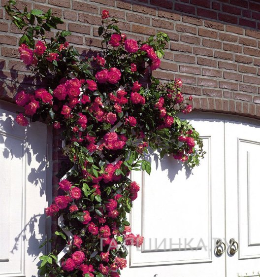 Роза Деспот плетистая, Imperial Rose